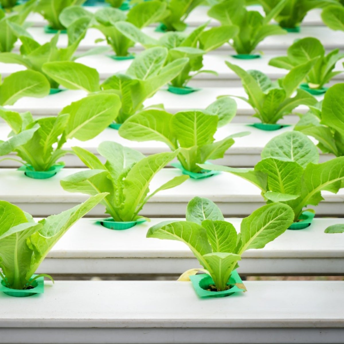 Hydroponic Vegetables